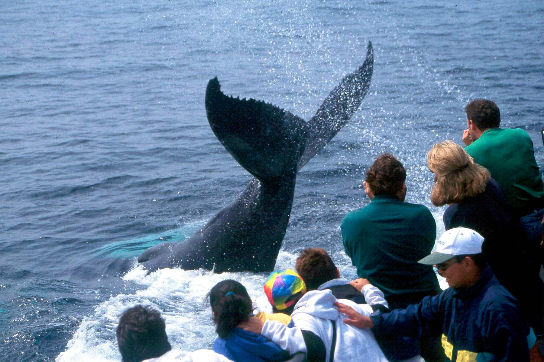 A Mass. exercise simply ranked among the many prime 2 family-friendly occasions on this planet by Tripadvisor customers