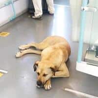 Doggy excursions Istanbul on public transportation
