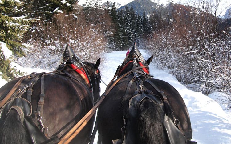 Get Outside With These Family-Friendly Sleigh Rides